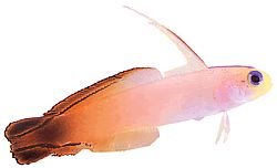 Nemateleotris magnifica (Ateş Gobie)