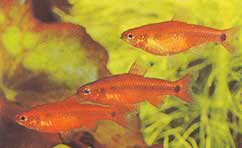 Neolebias ansorgii forme rouge (Ansorge Red Neolebias)