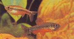 Neolebias ansorgii (Charlin de Ansorge, Rouge du Kamerun)