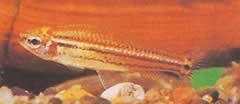 Neolebias trilineatus Üç grupla Afrika Chargin