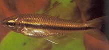 Neolebias unifasciatus Black Neolebias, bir gruba Afrika Chargin