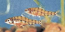 Odontocharacidium aphanes Odontocharacidium afhanes