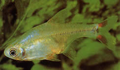 Odontostilbe piaba Tetra Piab