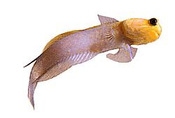 Opistognathus aurifrons (Opistognathe Front Doré)