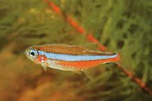 Paracheirodon simulans Mavi neon