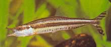 Paraphago rostratus Çizgili Phago