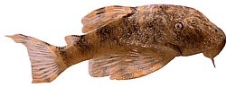 Peckoltia pulcher Cüce savaş gemisi yayın balığı