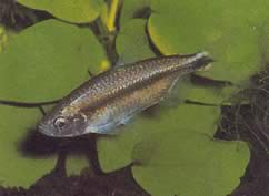 Petersius conserialis (Peterius conseialis)