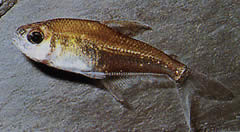 Phenacogaster megalostictus Büyük Leke Cam Tetra