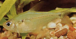 Phenacogaster pectinatus (Pectinatus, Altın Band Tetra)