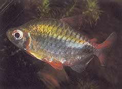 Phenacogrammus altus (Yüksek Kongo Tetra)