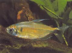 Phenacogrammus ansorgii (Ortak Adı: Kongo De Ansorge Kongo)