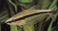 Phenagoniates macrolepis Panama Kırmızı Tetra