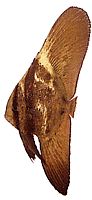Platax orbicularis Orbiküler yarasa balığı