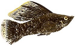 Poecilia latipinna (Molly Peçe)