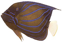 Pomacanthus annularis Yüzük balığı