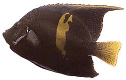 Pomacanthus maculosus Kruvasanda Angel Fish
