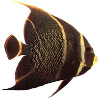 Pomacanthus paru (Fransız meleği)