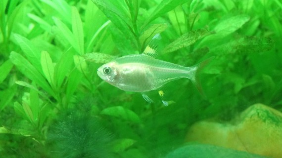 Pristella maxillaris