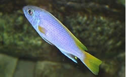 Pseudotropheus acei Acei