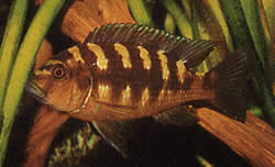 Pseudotropheus crabo (Psödotrofeus bukalemun)