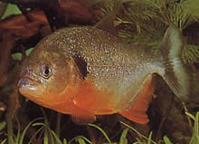 Pygocentrus caribe Skapular sparanha