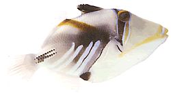 Rhinecanthus aculeatus (Balist-Picasso)