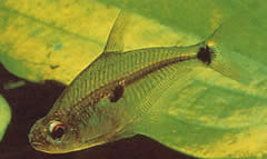 Roeboides meeki Cam tetra