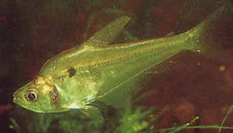 Roeboides thurni (Thum Glass Tetra)