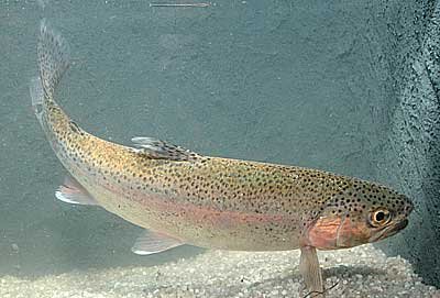 Salmo gairdneri Gökkuşağı alabalığı