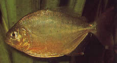 Serrasalmus calmoni (Karanlık Piranha, Kalmon Piranha)