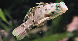Synchiropus picturatus Mandarin koydu