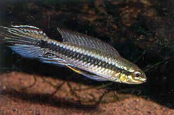 Taeniacara candidi (Aday)