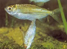 Triportheus pictus (Gümüş Tetra-Slash)