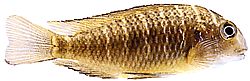 Tropheus moorii (Trofheus moorii)