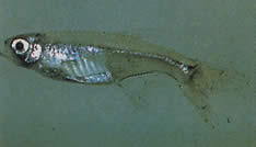 Xenurobrycon macropus (Gros-Yeux'da Brycon)