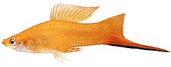 Xiphophorus helleri Okul Sahibi (Xipho)