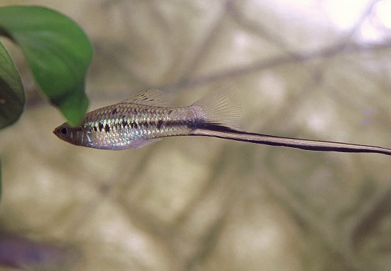 Xiphophorus montezumae Montezuma kılıç sahibi