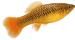Xiphophorus variatus Platy papağanı