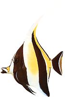 Zanclus canescens (Dilimleyici)