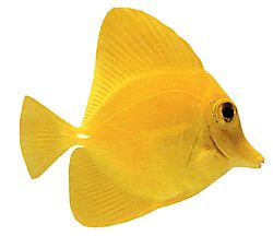 Zebrasoma flavescens Sarı cerrah