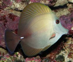 Zebrasoma scopas (Kahverengi cerrah)