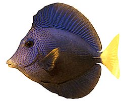 Zebrasoma xanthurum (Sarı -kuyruk akantürü)